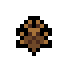 Waterbug · community reference image