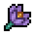 Crocus · community reference image